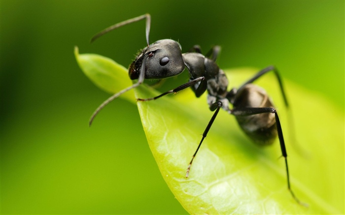 螞蟻，綠葉，昆蟲 桌布 圖片
