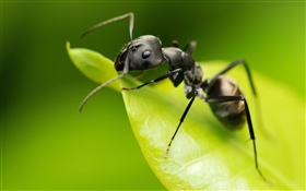 螞蟻，綠葉，昆蟲 高清桌布
