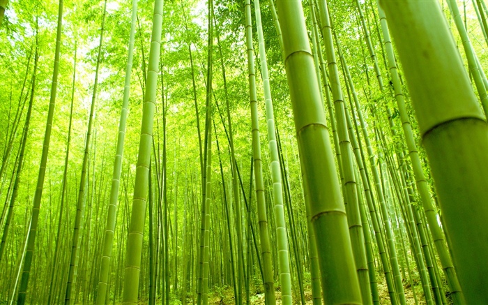 竹林, 綠色, 夏天 桌布 圖片