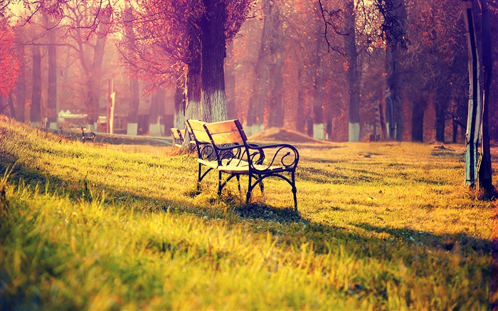 美麗的秋天公園，長凳，樹，金黃 桌布 圖片