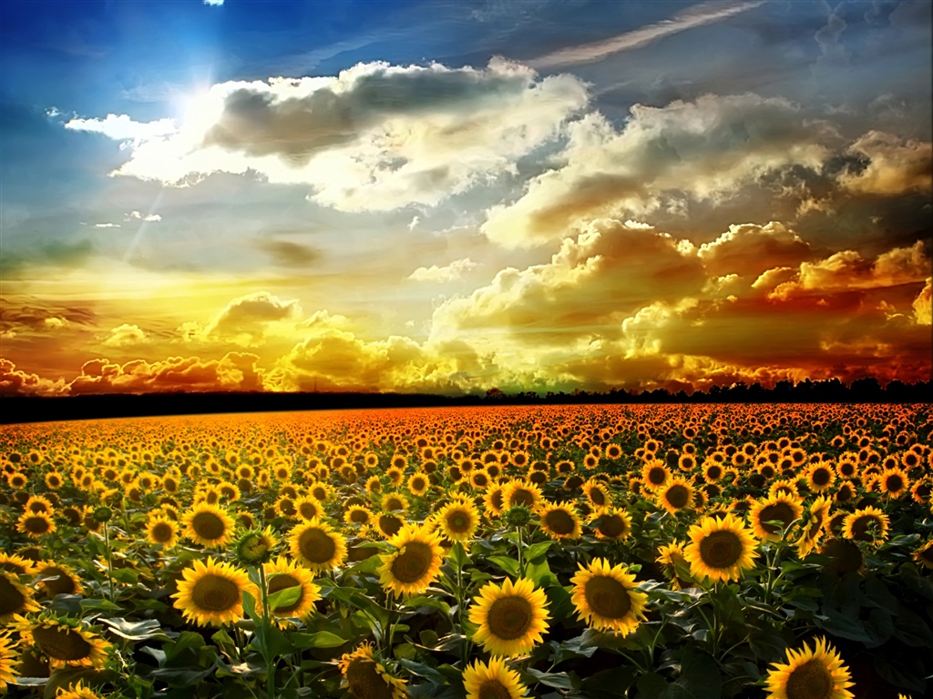 美麗的向日葵，夏天，陽光，雲彩 1024x768 電腦桌布 背景圖片