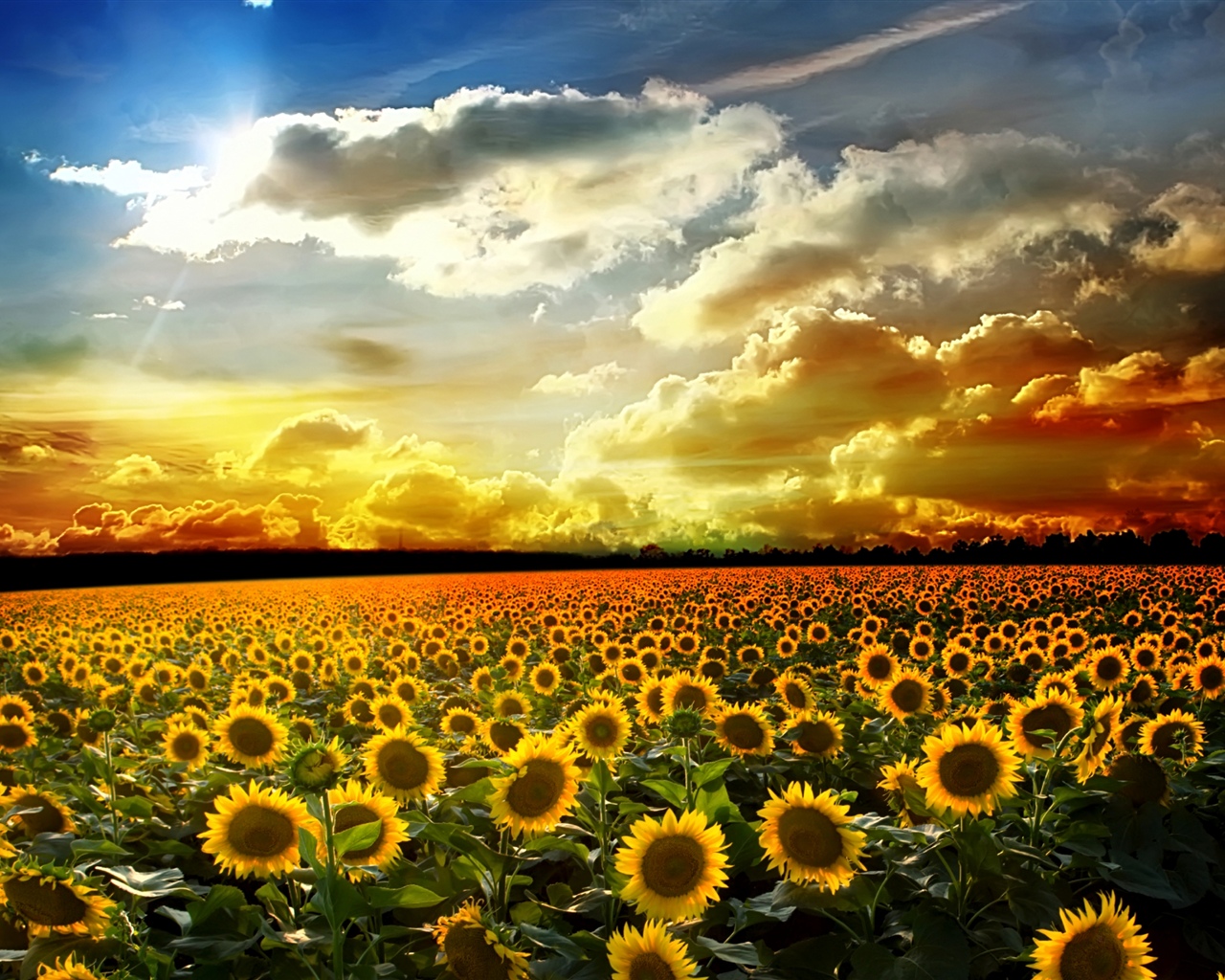 美麗的向日葵，夏天，陽光，雲彩 1280x1024 電腦桌布 背景圖片