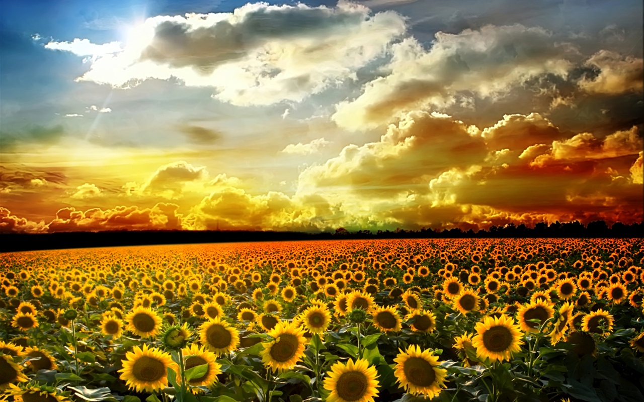 美麗的向日葵，夏天，陽光，雲彩 1280x800 電腦桌布 背景圖片
