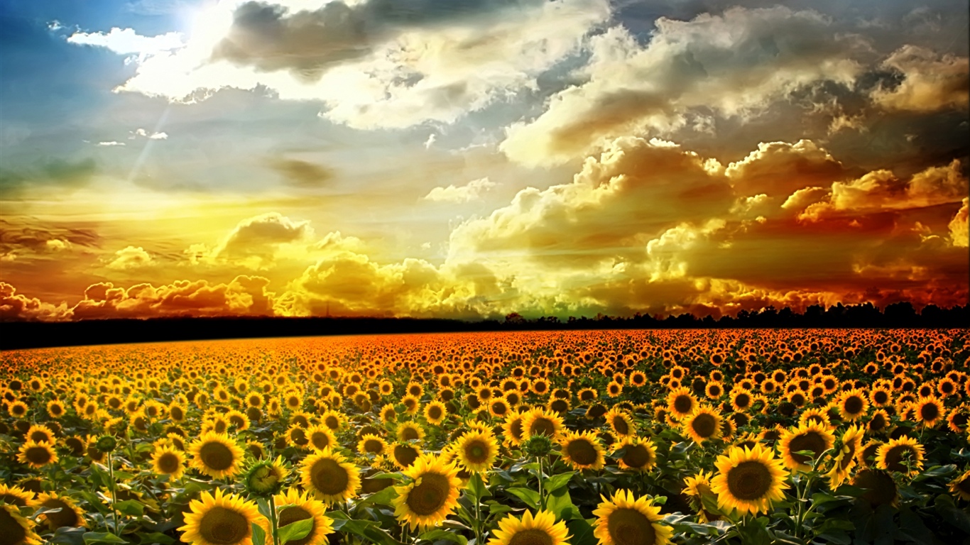 美麗的向日葵，夏天，陽光，雲彩 1366x768 電腦桌布 背景圖片