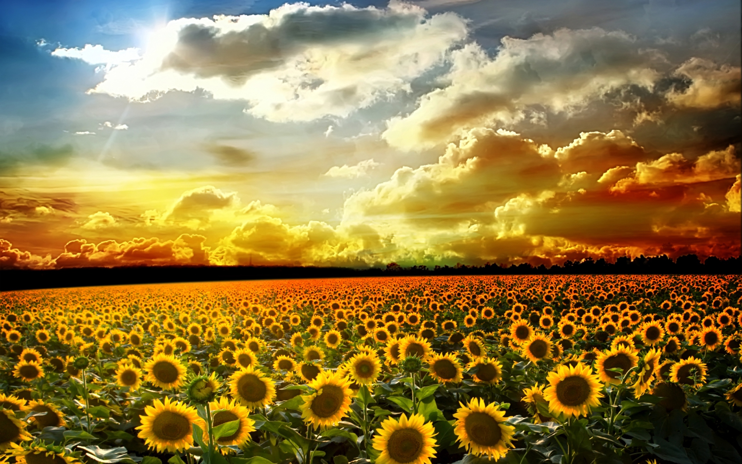 美麗的向日葵，夏天，陽光，雲彩 2560x1600 電腦桌布 背景圖片