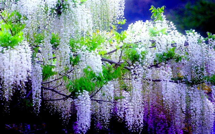 美麗的紫藤花, 春天 桌布 圖片