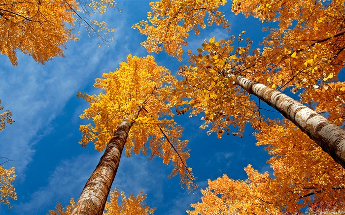 樺樹，樹木，藍天，秋天 桌布 圖片