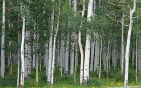 白樺樹，森林