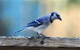 藍色羽毛鳥 高清桌布
