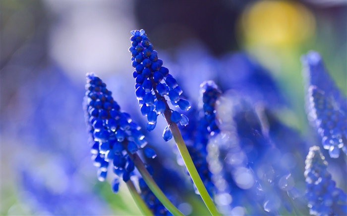 藍色的花朵，朦朧 桌布 圖片