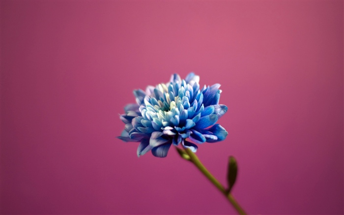 藍色瓣花，桃紅色背景 桌布 圖片