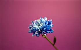 藍色瓣花，桃紅色背景 高清桌布