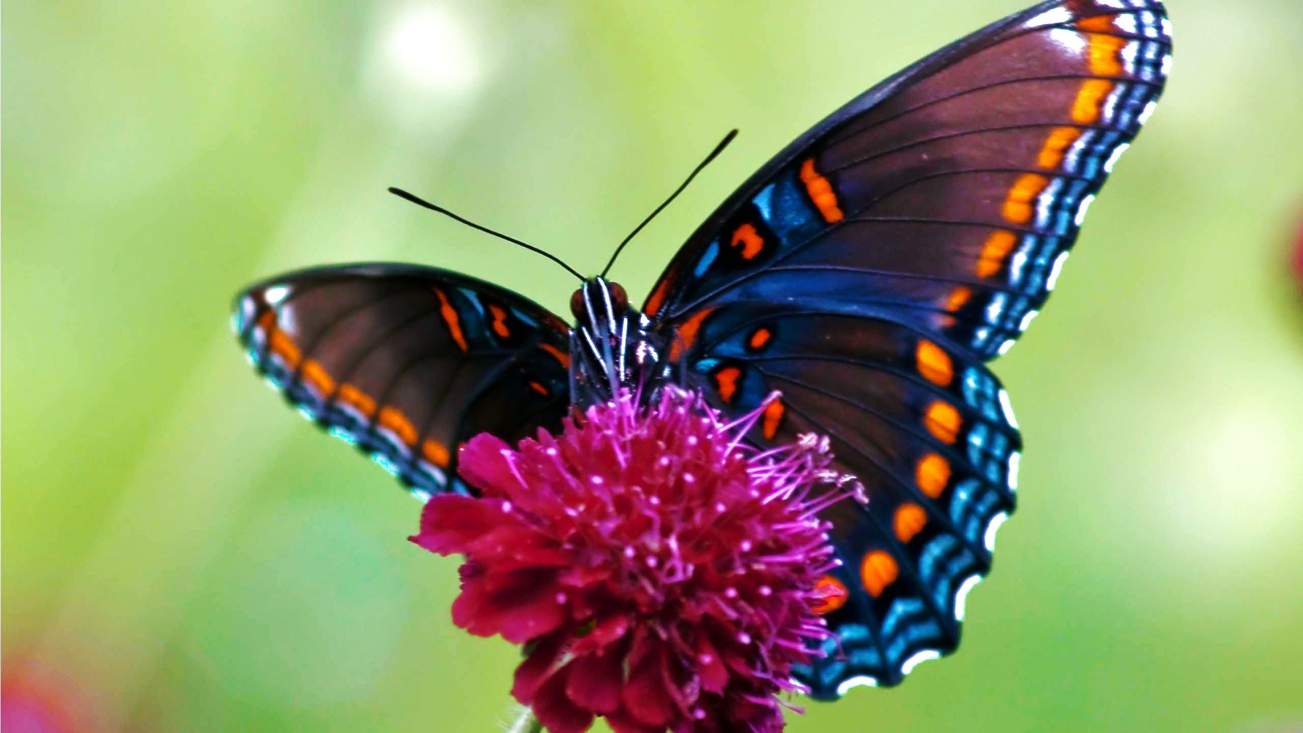 蝴蝶粉背景图片素材-编号16575336-图行天下
