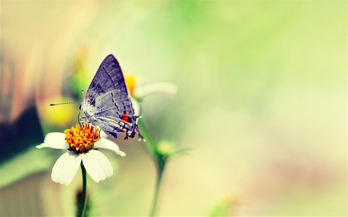 蝴蝶, 白色的花, 朦朧的 桌布 圖片
