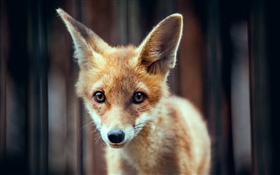 可愛的狐狸寶寶 高清桌布