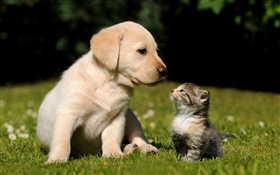 狗和小貓 高清桌布