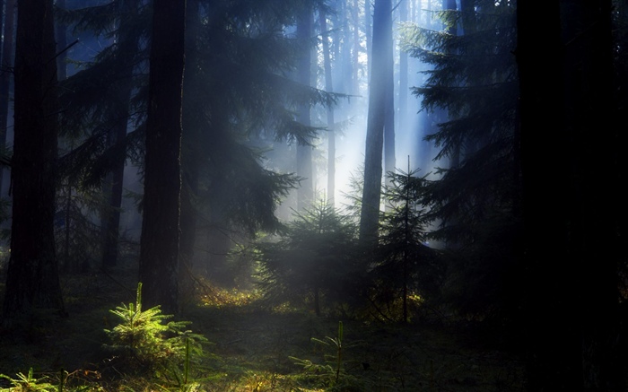 森林，樹木，霧，早晨 桌布 圖片