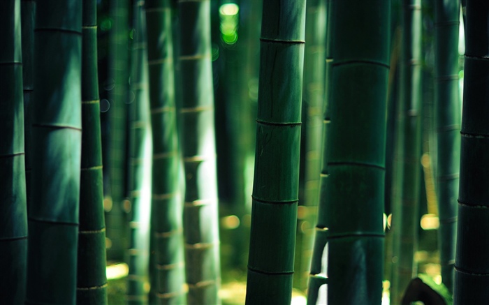 綠色竹子, 莖 桌布 圖片