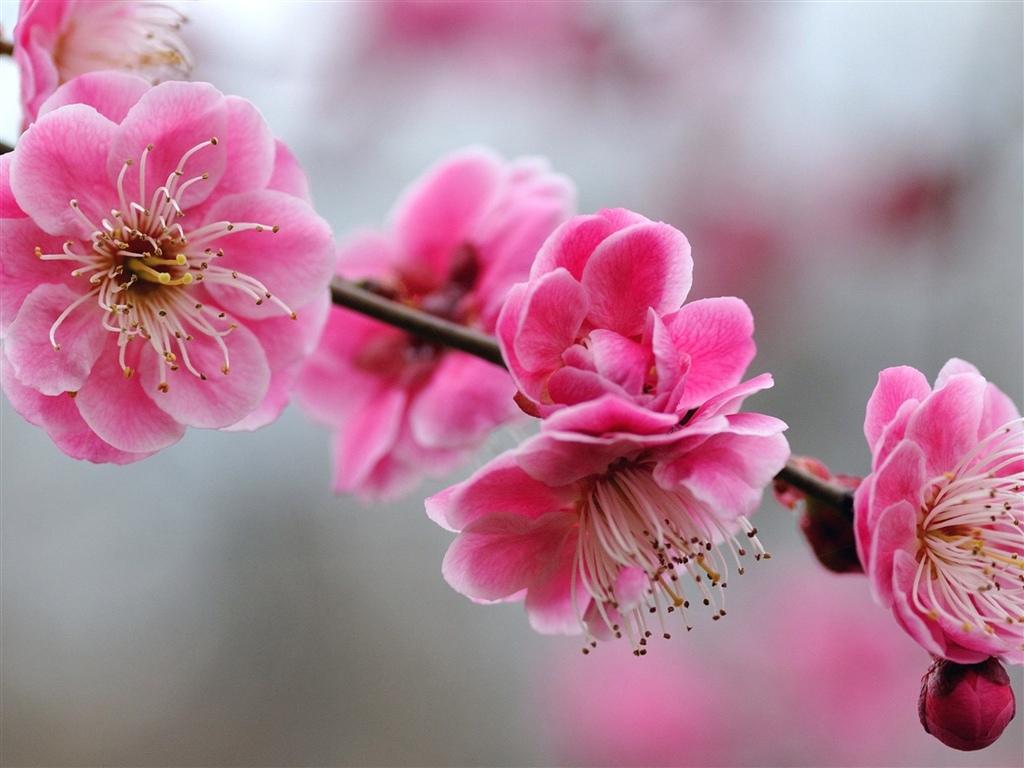 春季唯美粉色梅花自然风景摄影图高清摄影大图-千库网