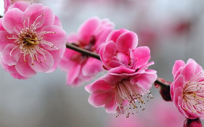 粉紅梅花, 樹枝, 春天 桌布 圖片