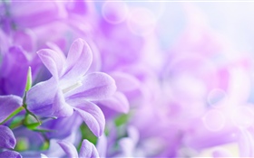 紫色的花朵，春天，朦朧 高清桌布
