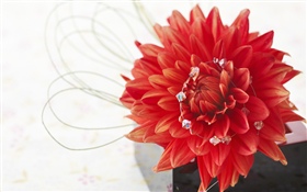 紅色大麗花，瓣，白色背景 高清桌布