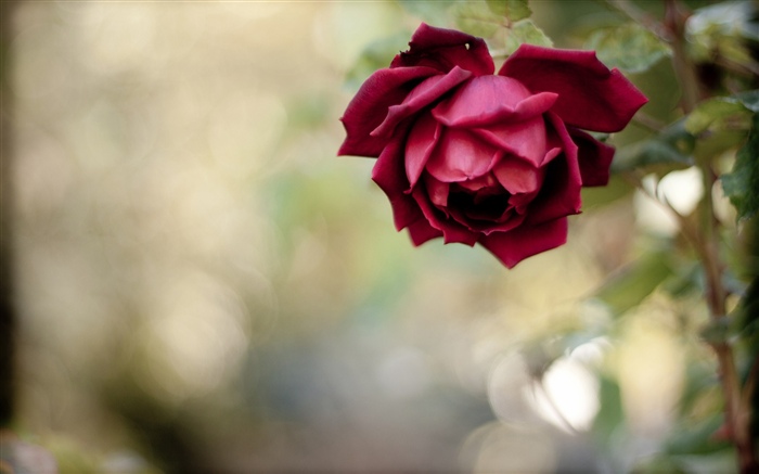 紅玫瑰，花瓣，朦朧 桌布 圖片