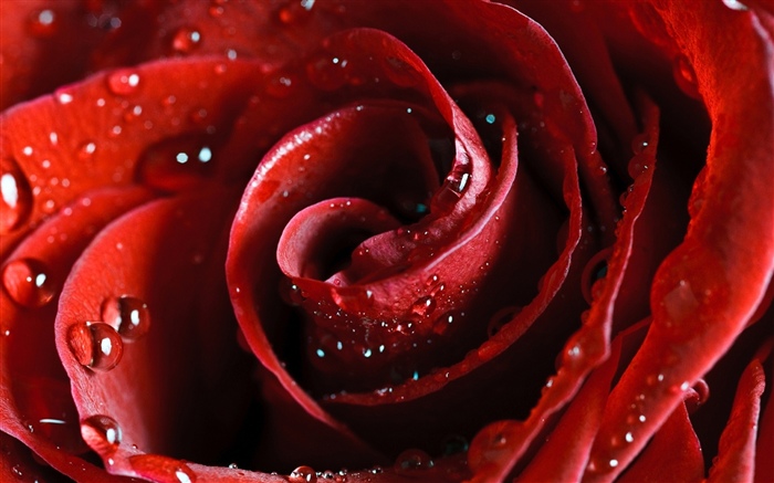 紅玫瑰，花瓣，水滴 桌布 圖片