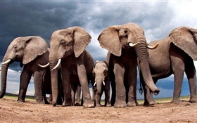 一些大象