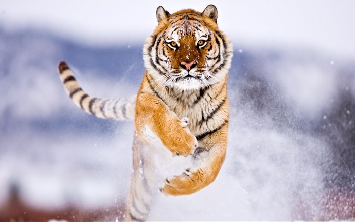 老虎跑，雪，冬天 桌布 圖片