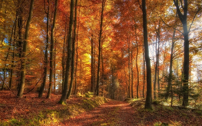樹木，森林，秋天 桌布 圖片