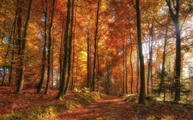 樹木，森林，秋天