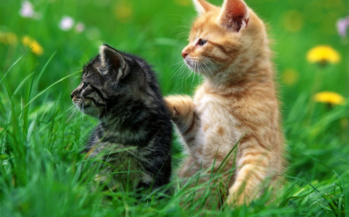 兩只小貓, 草 桌布 圖片