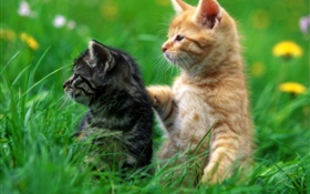 兩只小貓, 草