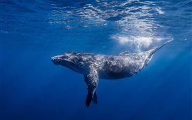 鯨魚, 水下 高清桌布