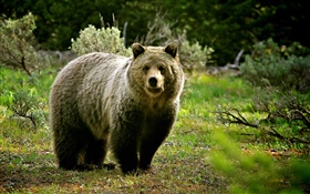 野生動物，熊 高清桌布
