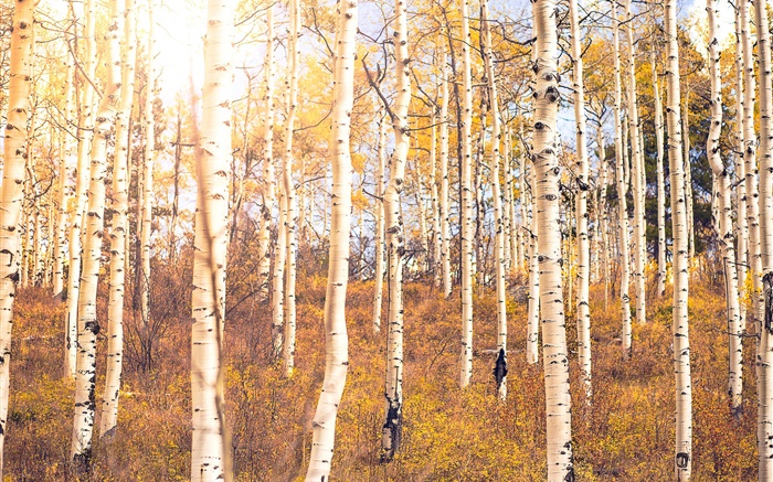 秋天，樺樹森林，樹木 桌布 圖片