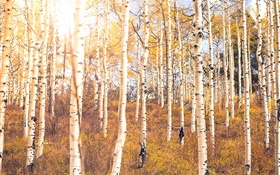 秋天，樺樹森林，樹木 高清桌布