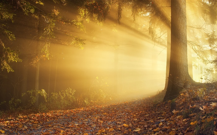 秋天，森林，太陽射線，霧，黎明 桌布 圖片
