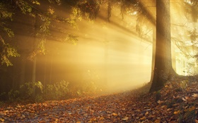 秋天，森林，太陽射線，霧，黎明 高清桌布