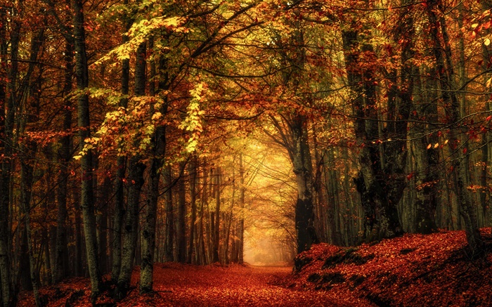 秋天，森林，樹木，紅葉 桌布 圖片
