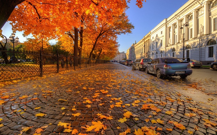 秋天，樹木，紅楓葉，街，聖彼得堡 桌布 圖片