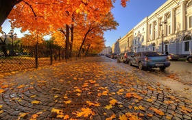 秋天，樹木，紅楓葉，街，聖彼得堡 高清桌布
