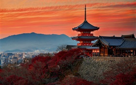 日本，京都，寺廟，秋天，黃昏