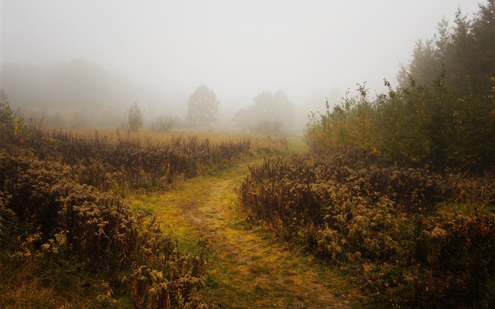 早晨，秋天，霧，樹木 桌布 圖片