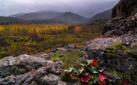 山，霧，石頭，森林，秋天 高清桌布