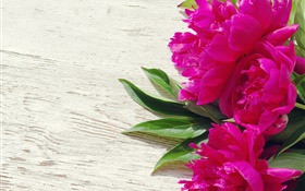 粉紅色的牡丹花，綠葉 高清桌布