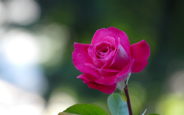 粉紅色的玫瑰特寫，花瓣 桌布 圖片