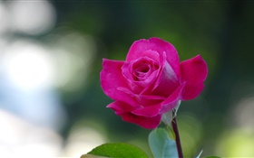 粉紅色的玫瑰特寫，花瓣 高清桌布