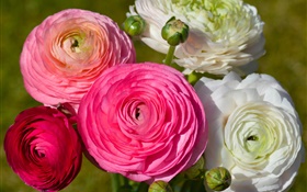 粉紅色的白花，毛茛 高清桌布